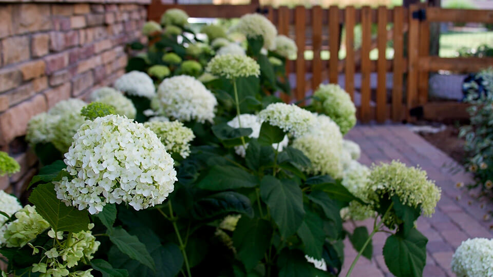 White colored flower plants