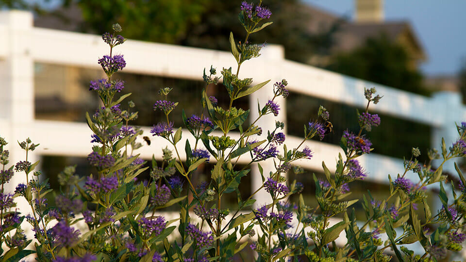 Purple color flower plants in the backyard