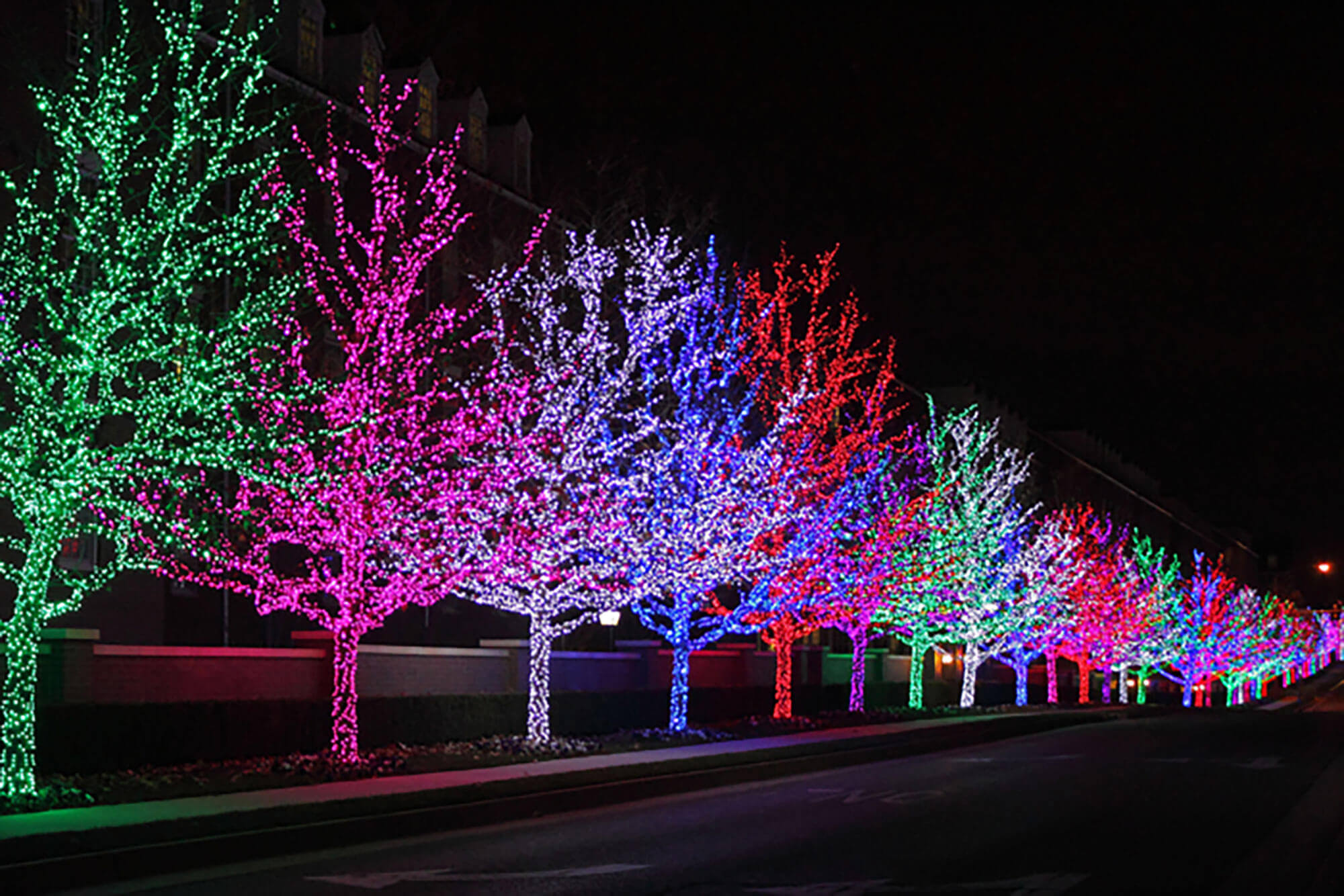 Trees on a footpath are decorated with colourful lightings