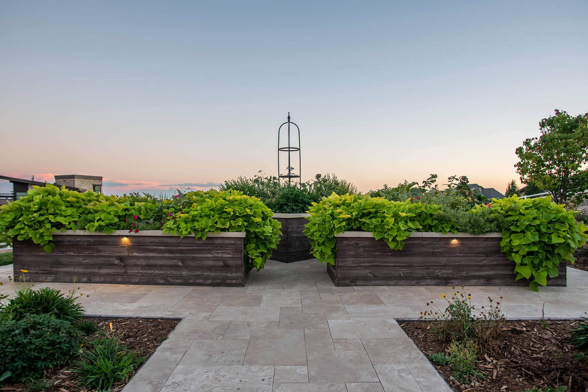 A big wooden planter box with corton plants in garden area