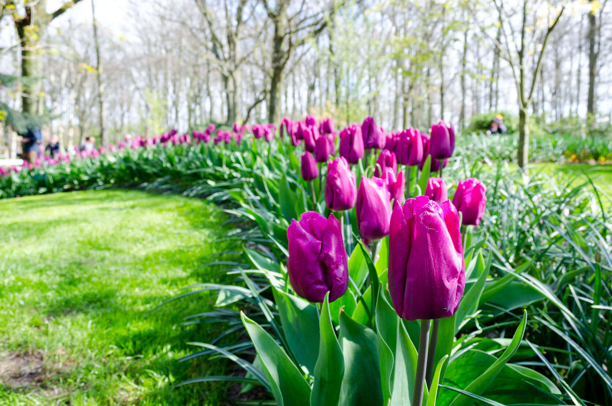 Magenta tulip bulbs bed in the garden