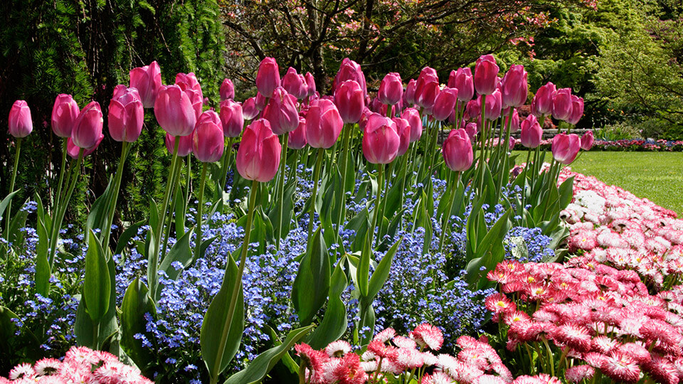 Pink tulip bulbs in the garden