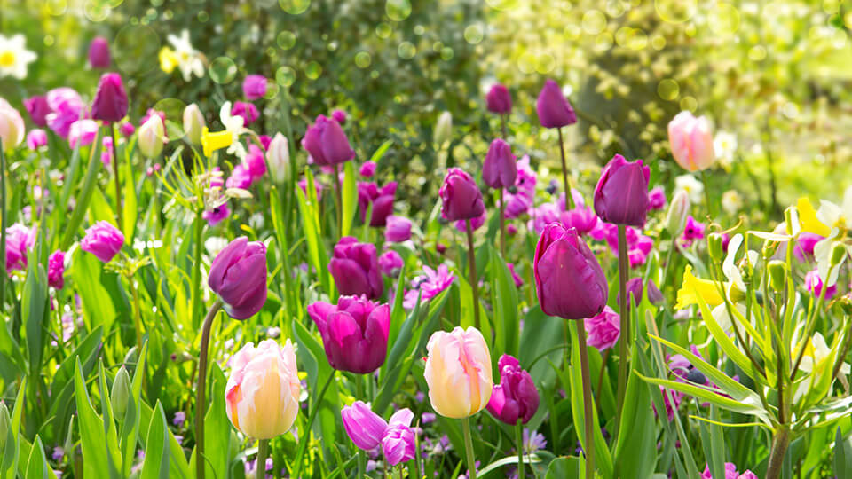 Magenta and peach tulip bulbs in the garden