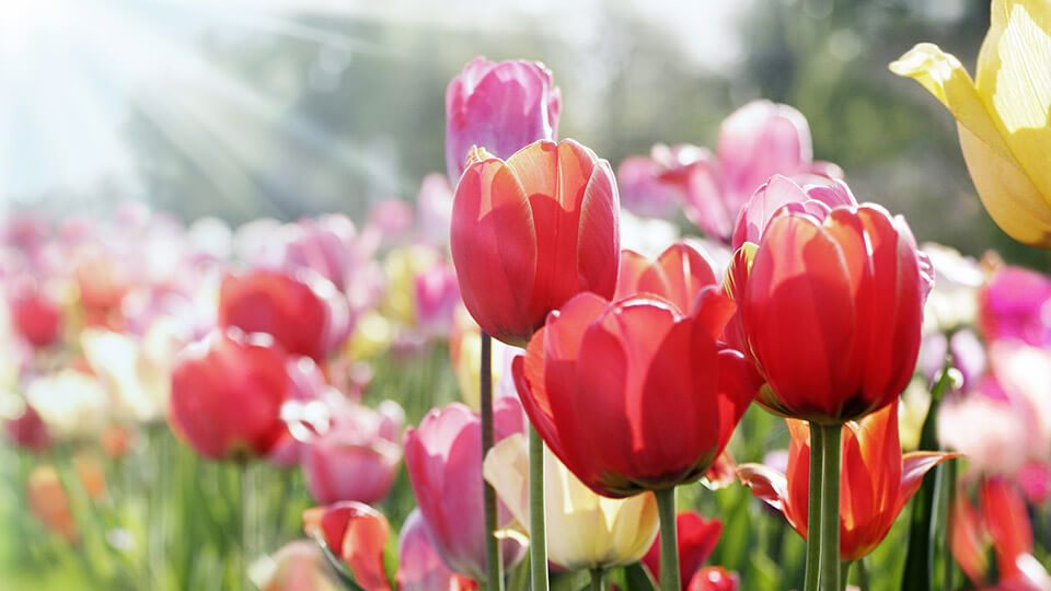 Different colours of tulip bulbs in the garden