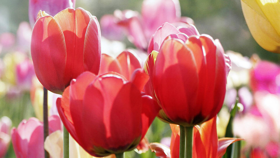 Red tulip bulbs in the garden