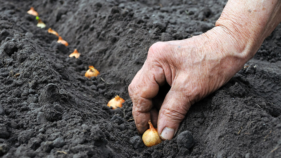 seeds planted in a garden