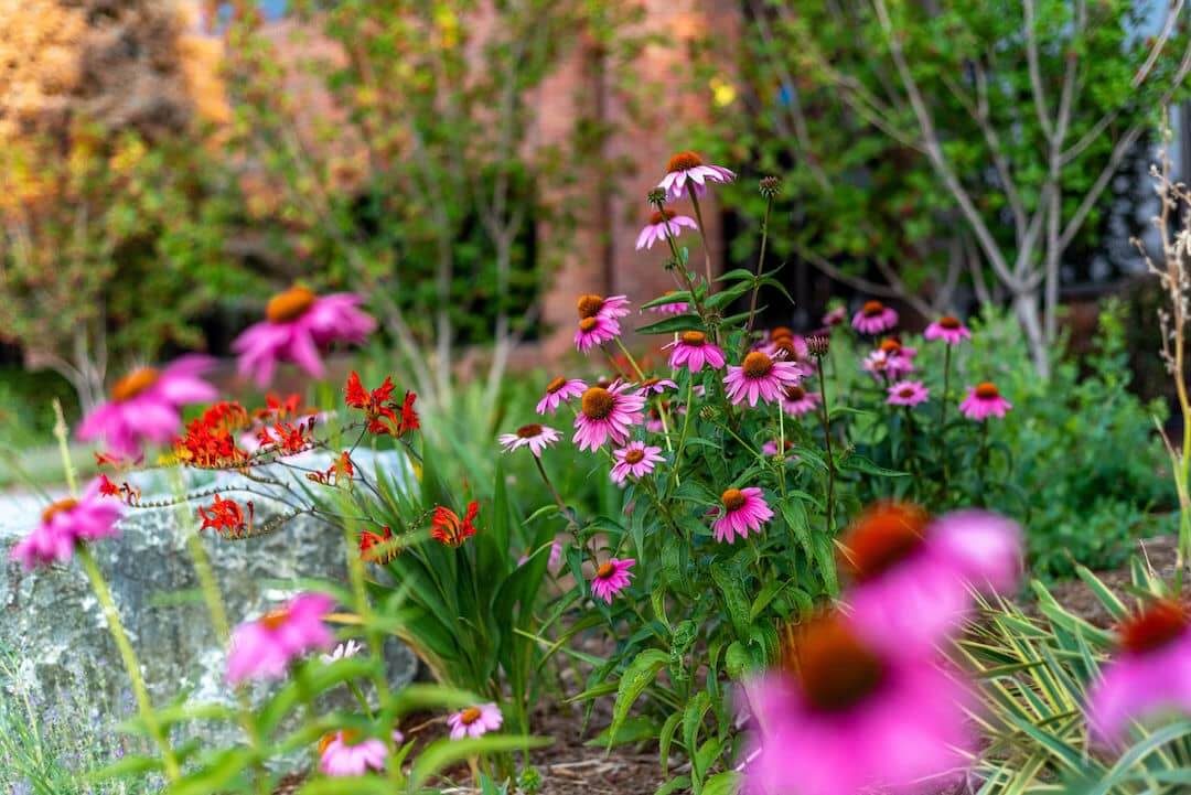 Purple Daisies Used in Sustainable Landscape Design