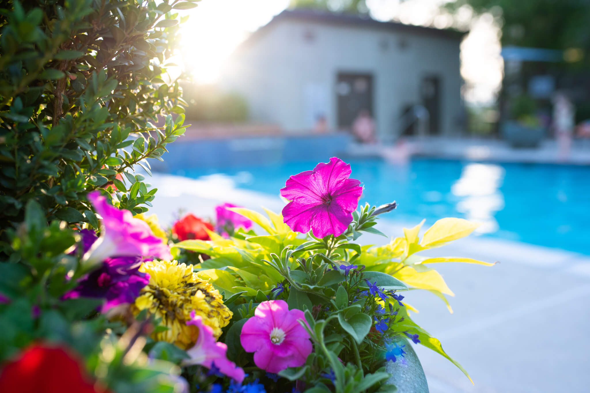 A beautiful color flower plant in pot near pool area