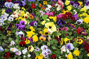 Fall flowers - Petunias