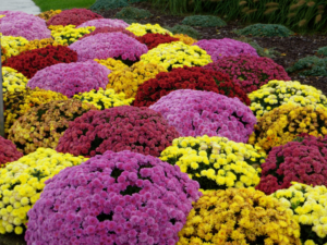 Red, Pink, Orange and Yellow Fall Flowers