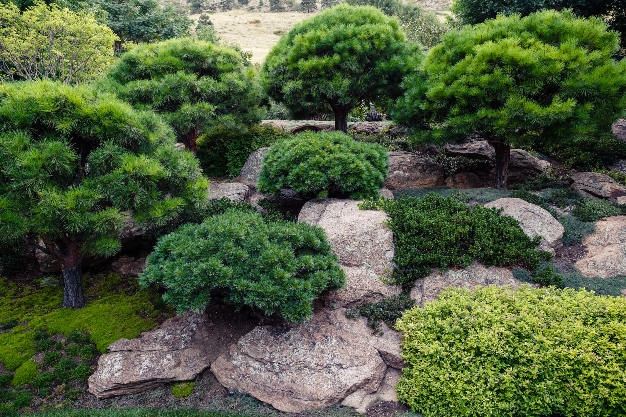 Top view of the garden with lot of trees