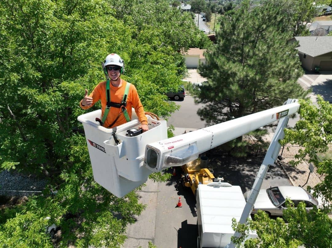 Professional Tree Care