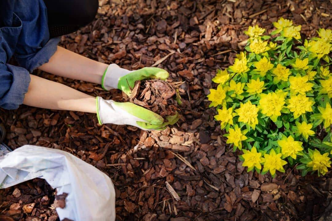 Tree Maintenance - Mulch