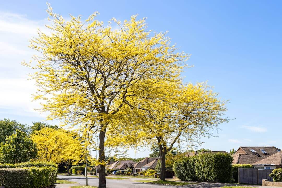 Tree Maintenance in Spring