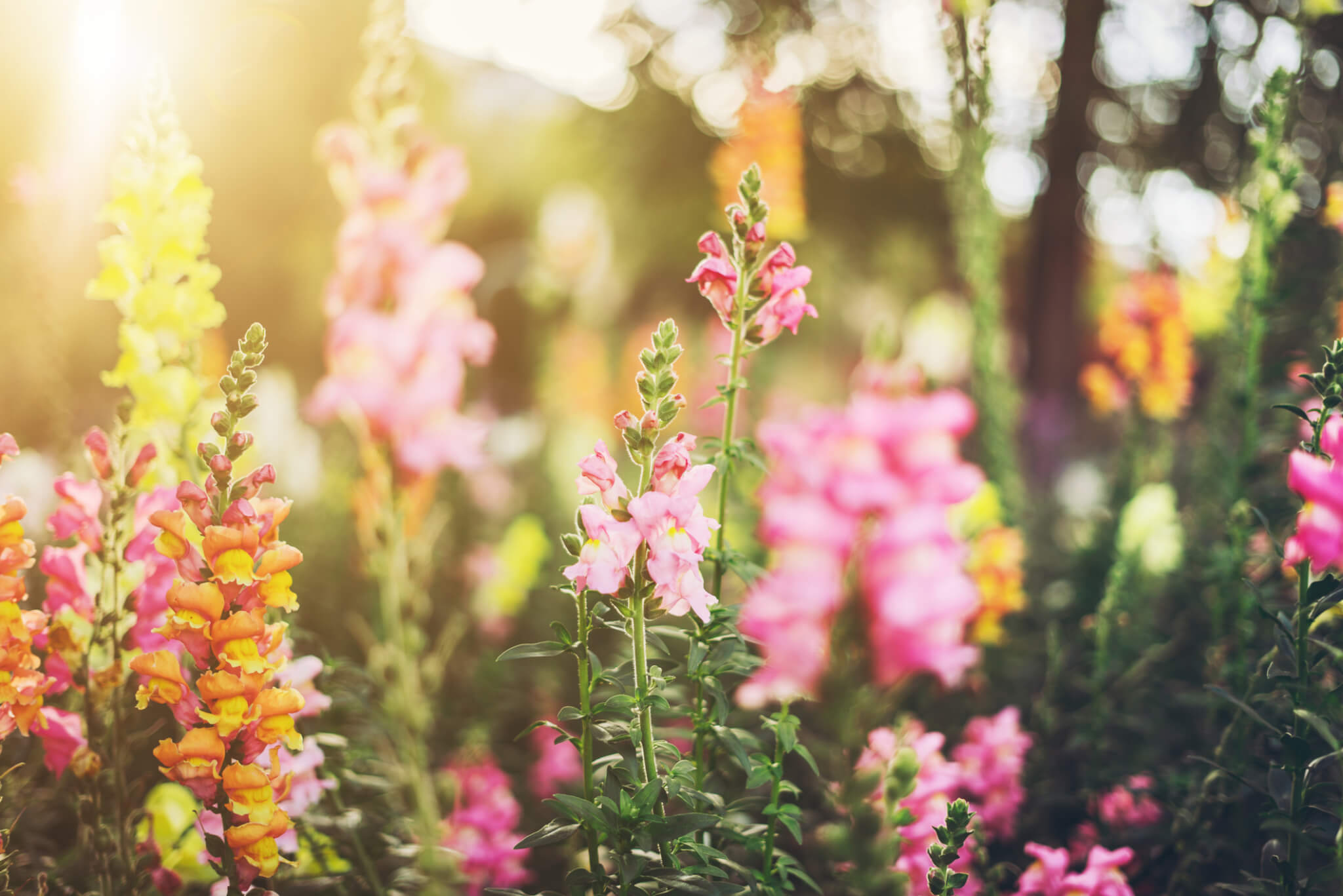 colorful snapdragon flowers