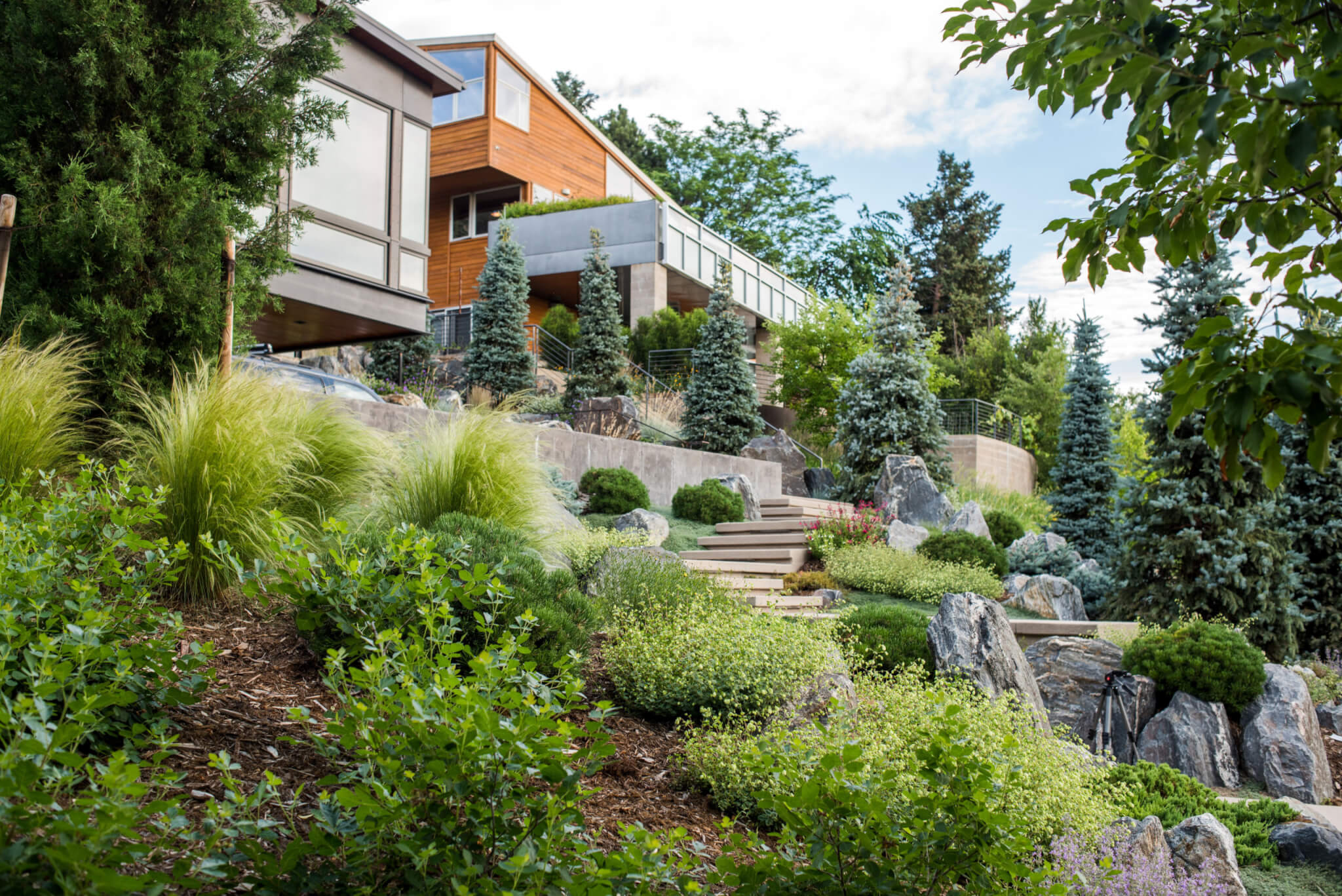 Native species surrounding a contemporary home