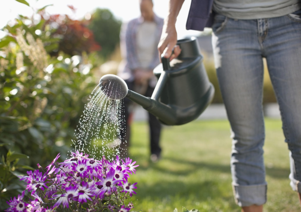 Person Watering Purple Flowers