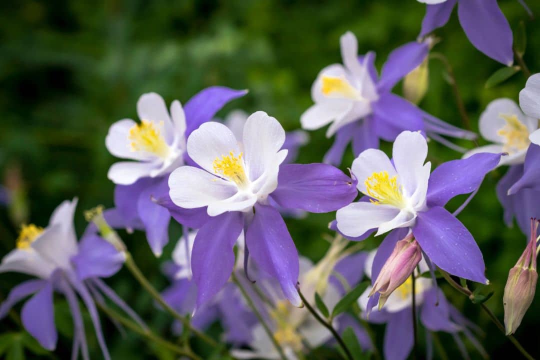 Purple Flowers