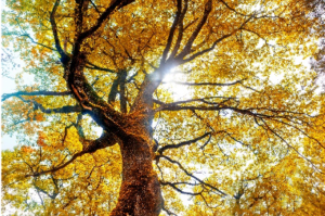 Fall Tree Care in Colorado