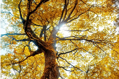 Fall Tree Care in Colorado