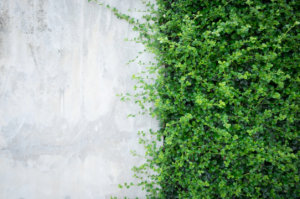 Concrete Wall and Ornamental Grass
