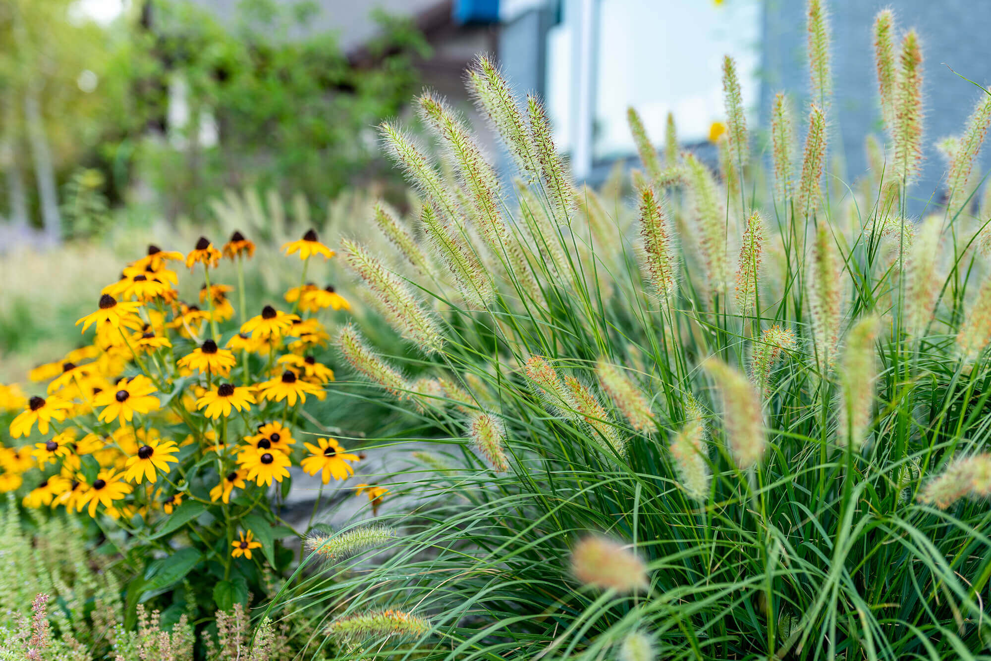 Yellow color flower plant and grass plants in the garden area