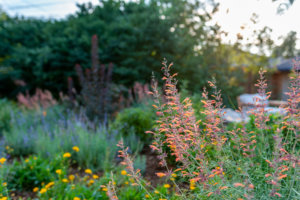 pollinator garden