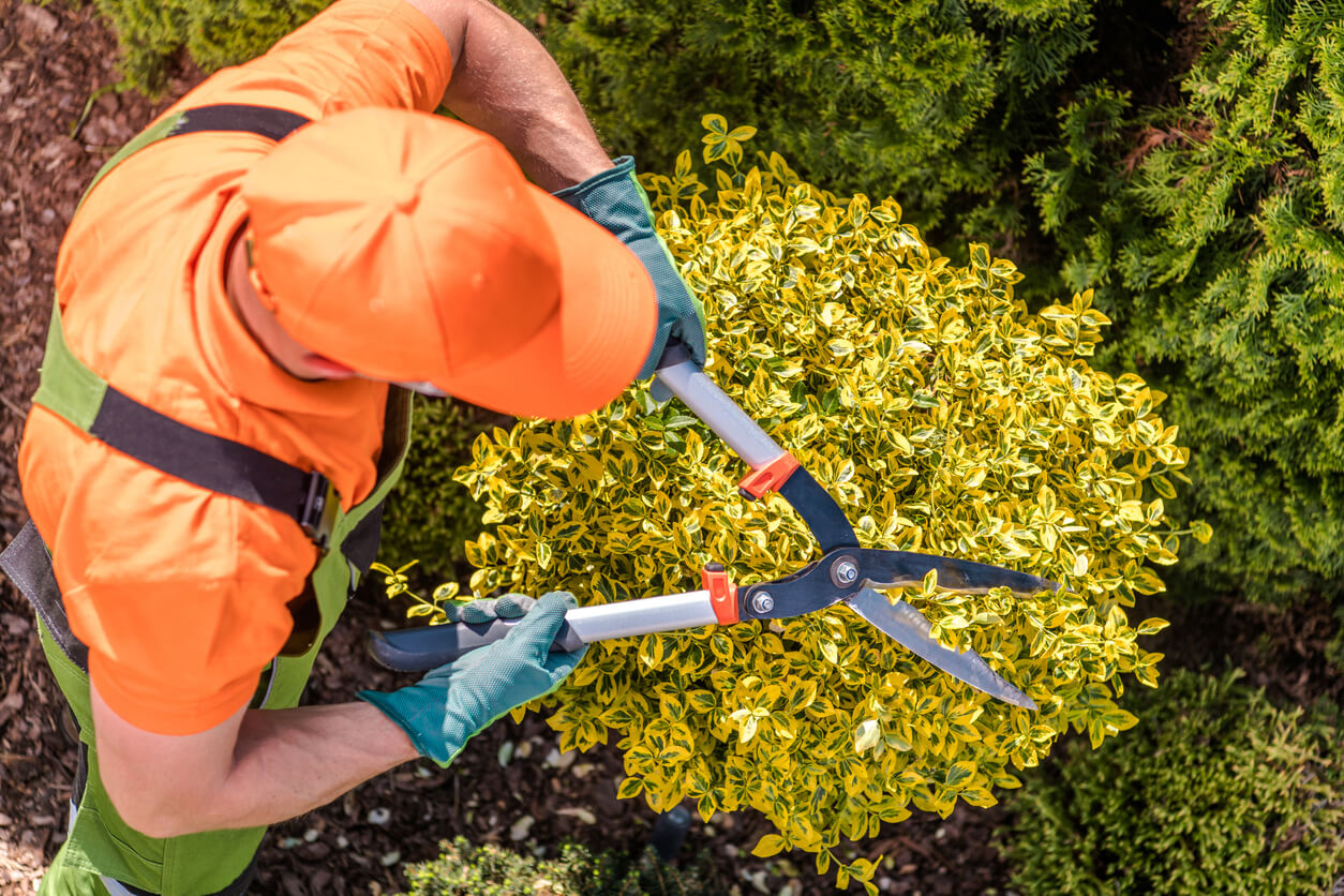 An employee is cutting plant with plant cutter