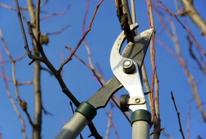 Pruning in Dormant Months