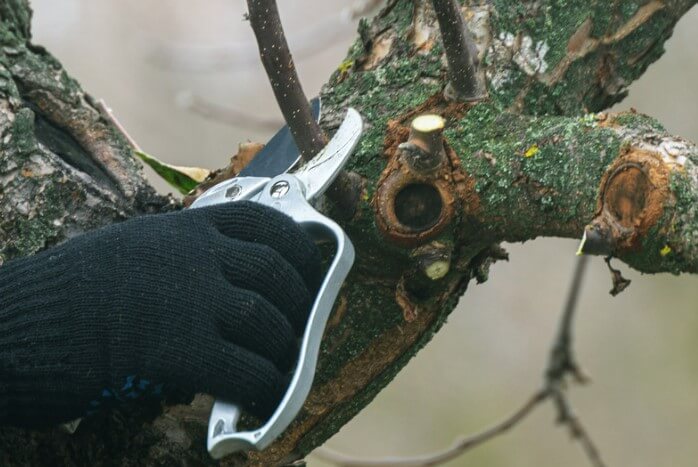 Tree Pruning in Winter