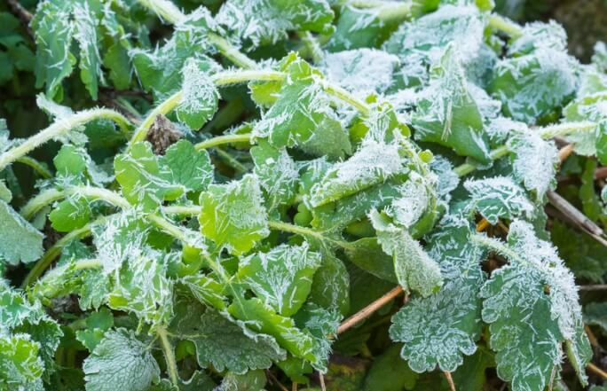 Plants Covered in Ice