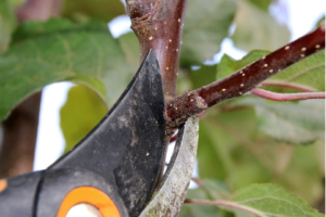 Shears Pruning Plants