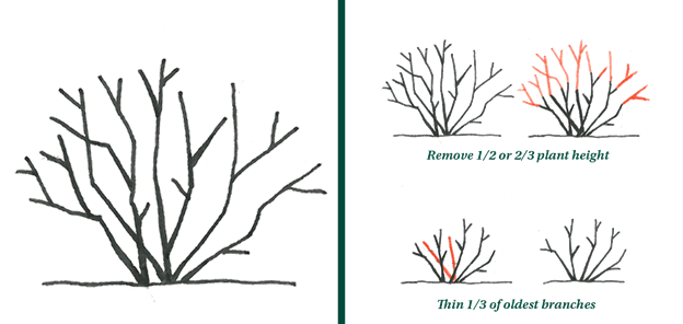 Rejuvenation Pruning Examples