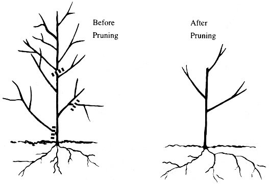 Hard Pruning Graphic