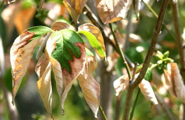 Browning Leaves that Could Benefit from Rejuvenation Pruning