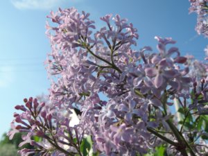 Purple Plants in Spring Post Prune