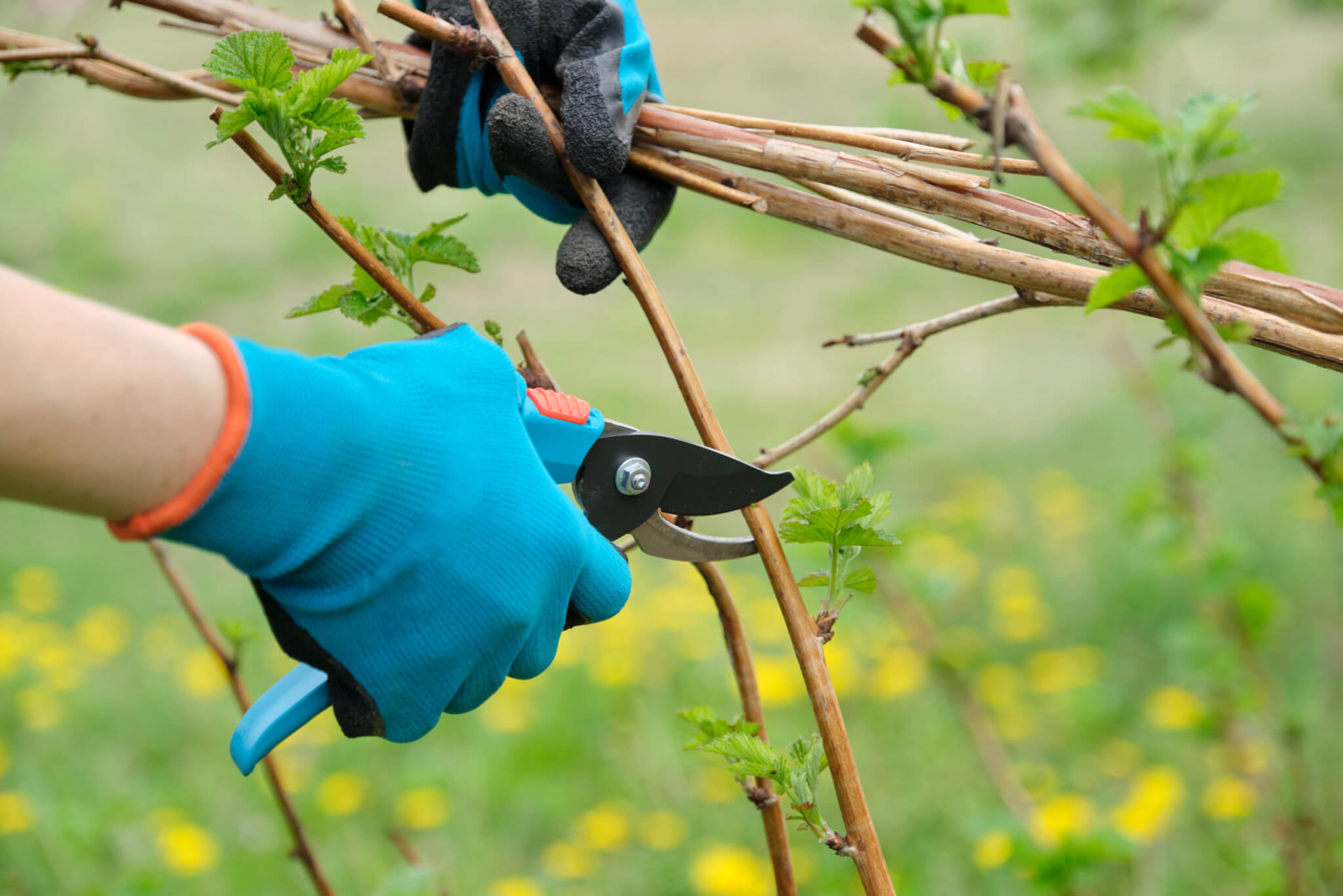 Pruning Trees in Winter