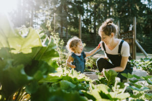 backyard garden