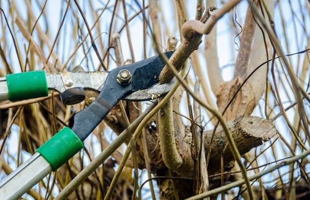 Pruning Trees in Winter