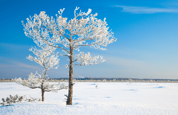 Two Trees Covered & Surrounded by Snow