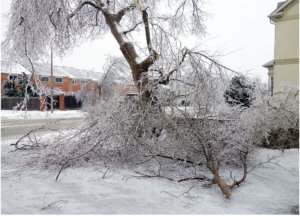 Broken tree branch removal