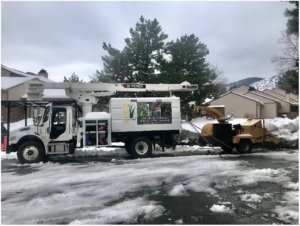 Winter Tree Care in Colorado