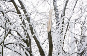 Winter tree pruning