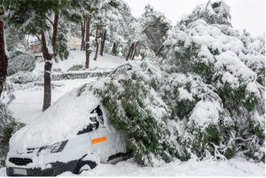 winter tree care in denver