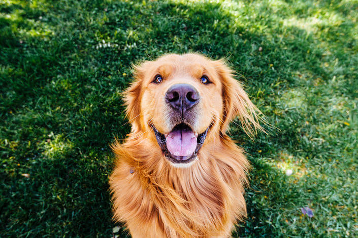 Golden Retriever Enjoying a Grass Alternative Yard