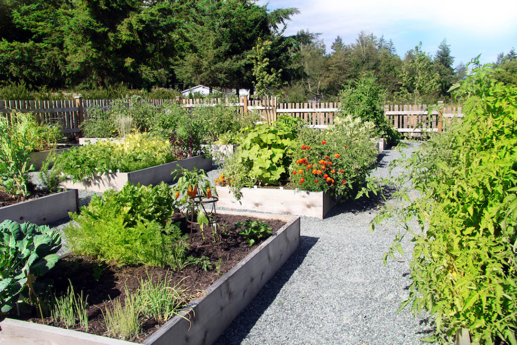 Low Maintenance Grass Alternative: Edible Garden & Raise Planters