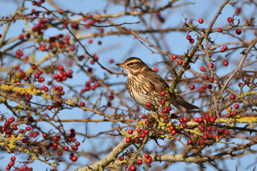 Bird Sitting on a Hawthorn Tree
