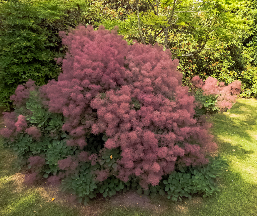 Colorful Shrubs Used for Landscape Design