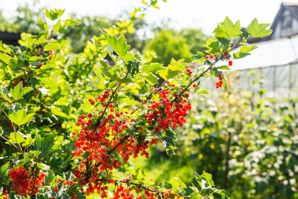 Edible Shrubs Used for Landscape Design