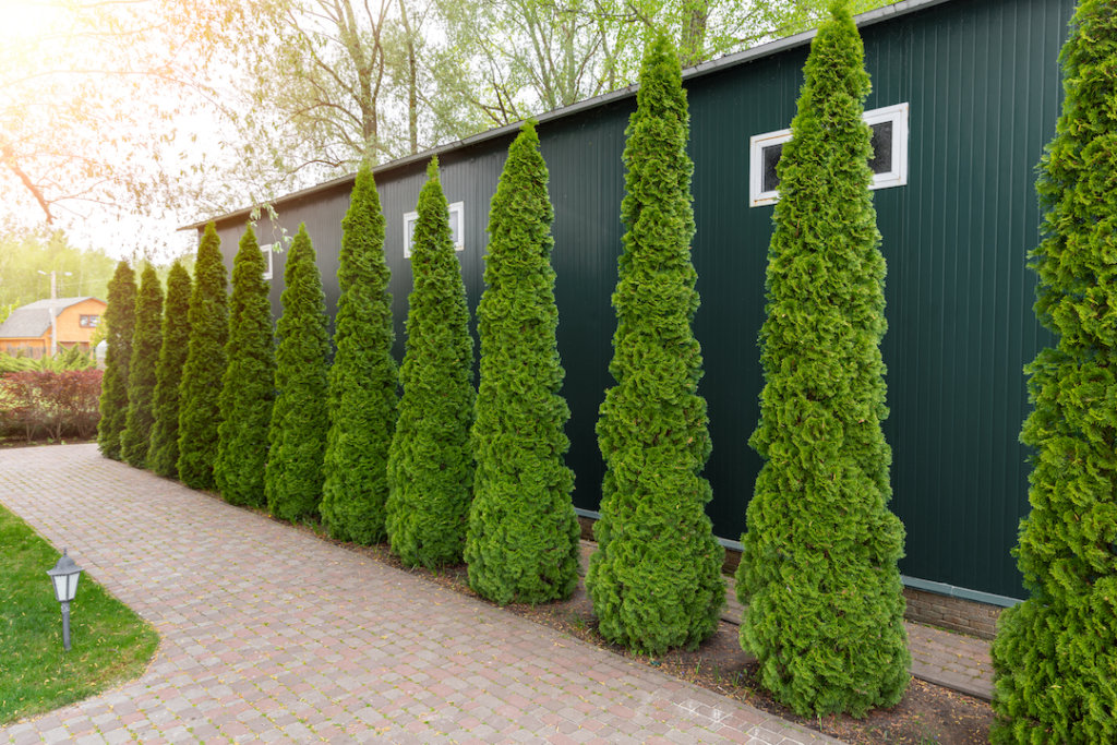 Tall Skinny Trees for Landscaping